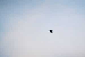 Männlicher Vogel fliegt hoch am Himmel, symbolisiert Freiheit und Stärke.