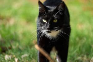 Schwarze Katze mit weißen Akzenten läuft durch den Garten bei Joe's Party.