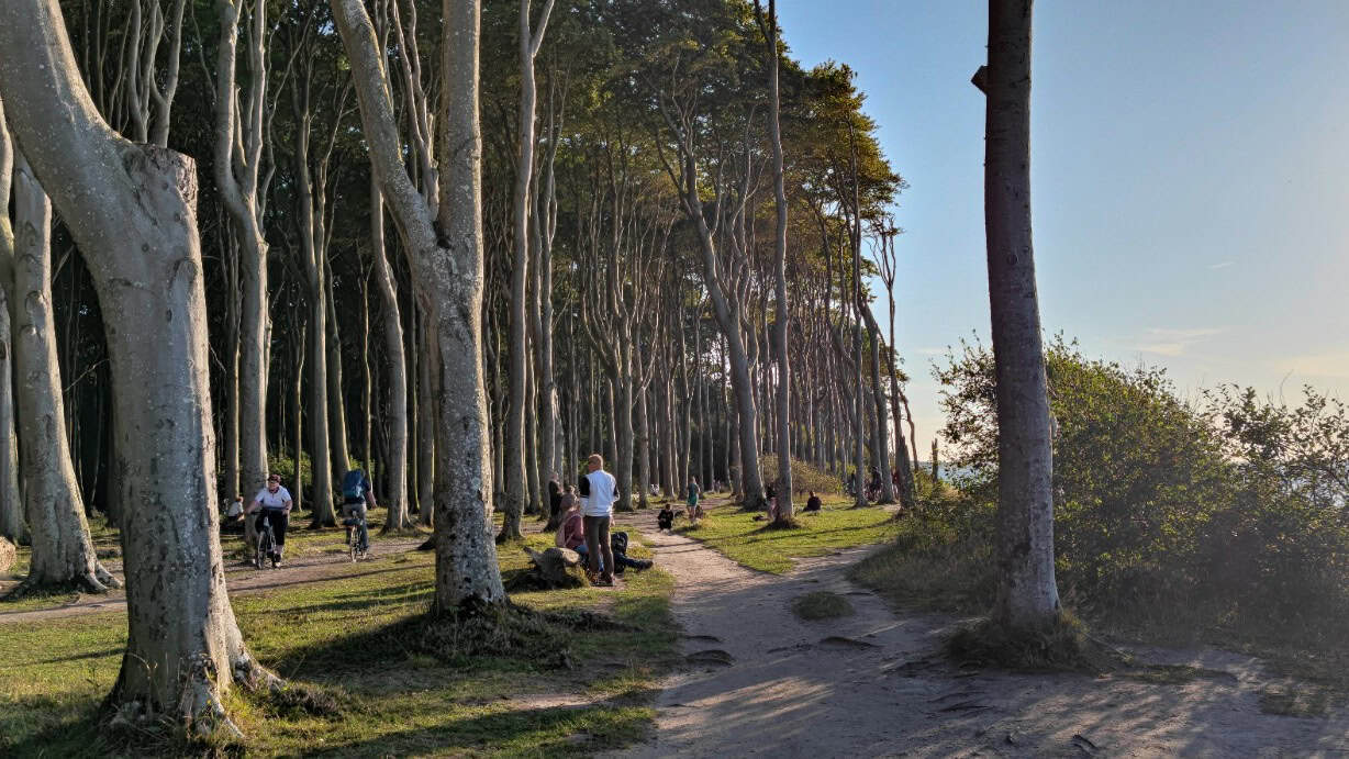 Menschen beim Spaziergang durch einen Kiefernwald an der Ostsee.